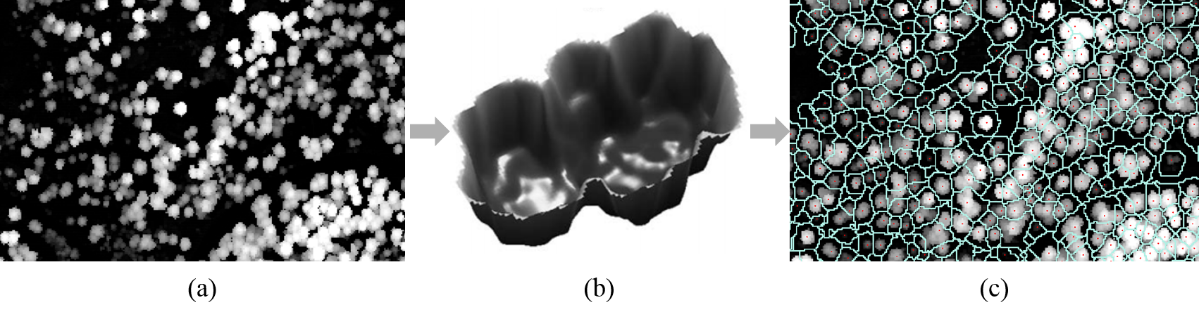 CHM Segmentation