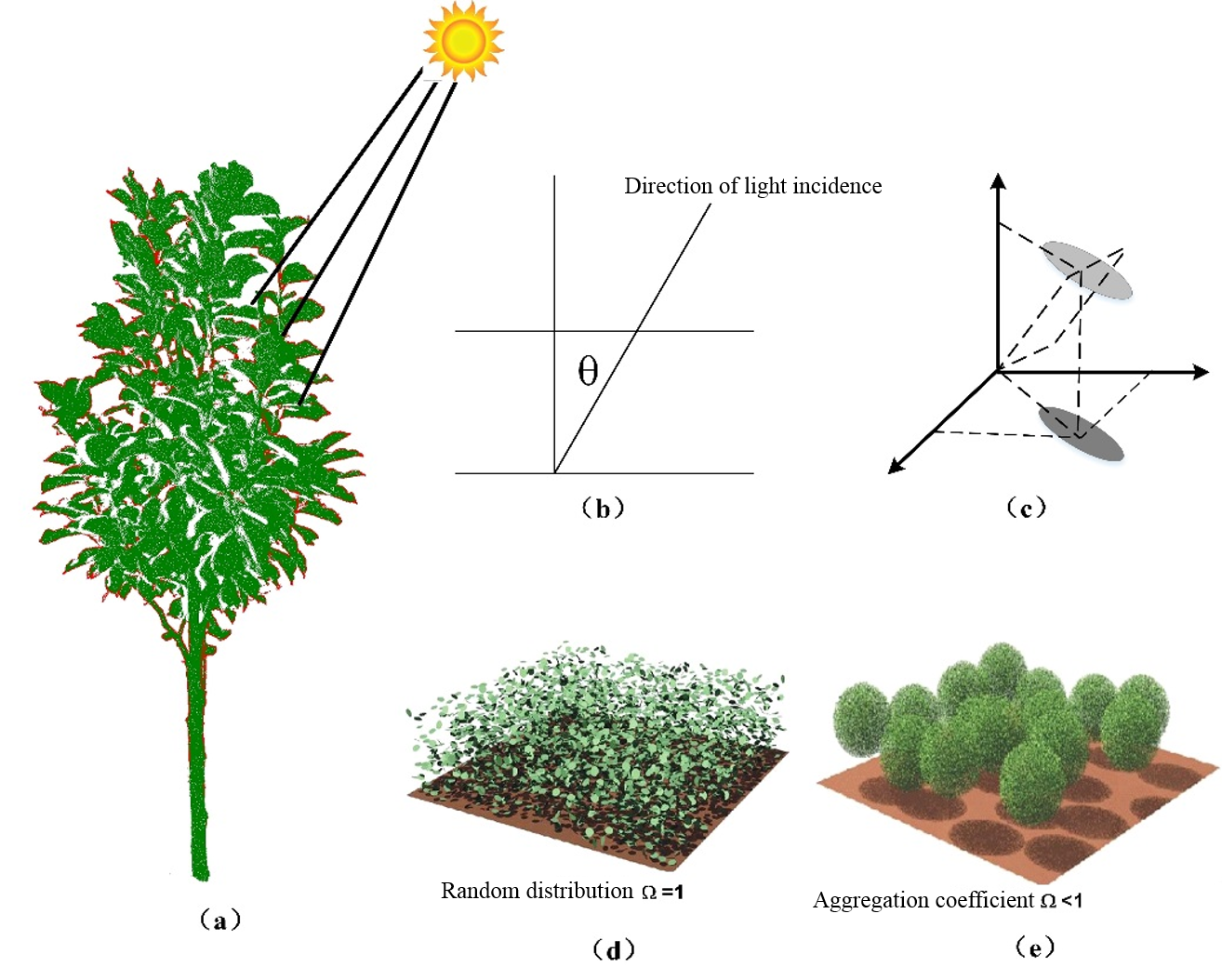 Leaf Area Index’s schematic diagram